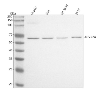 Western blot analysis of ACVR2A using anti-ACVR2A antibody. Lane 1: human HepG2 whole cell lysates, Lane 2: human RT4 whole cell lysates, Lane 3: human SH-SY5Y whole cell lysates, Lane 4: human 293T whole cell lysates. After electrophoresis, proteins were transferred to a nitrocellulose membrane at 150 mA for 50-90 minutes. Blocked the membrane with 5% non-fat milk/TBS for 1.5 hour at RT. The membrane was incubated with rabbit anti-ACVR2A antibody at 0.5 ug/ml overnight at 4oC, then washed with TBS-0.1%Tween 3 times with 5 minutes each and probed with a goat anti-rabbit IgG-HRP secondary antibody at a dilution of 1:5000 for 1.5 hour at RT. The signal was developed using enhanced chemiluminescent. The expected molecular weight of ACVR2A is ~58 kDa.