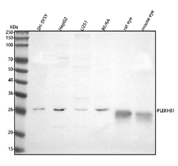 Western blot analysis of PLEKHB1 using anti-PLEKHB1 antibody. Lane 1: human SH-SY5Y whole cell lysates, Lane 2: human HepG2 whole cell lysates, Lane 3: human U251 whole cell lysates, Lane 4: monkey RF/6A whole cell lysates, Lane 5: rat eye tissue lysates, Lane 6: mouse eye tissue lysates. After electrophoresis, proteins were transferred to a nitrocellulose membrane at 150 mA for 50-90 minutes. Blocked the membrane with 5% non-fat milk/TBS for 1.5 hour at RT. The membrane was incubated with rabbit anti-PLEKHB1 antibody at 0.5 ug/ml overnight at 4oC, then washed with TBS-0.1%Tween 3 times with 5 minutes each and probed with a goat anti-rabbit IgG-HRP secondary antibody at a dilution of 1:5000 for 1.5 hour at RT. The signal was developed using enhanced chemiluminescent. A specific band was detected for PLEKHB1 at approximately 27 kDa. The expected molecular weight of PLEKHB1 is ~27 kDa.