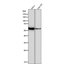 Western blot testing of human samples using the LYN antibody at 1:1000 dilution for 1 hour at room temperature. Predicted molecular weight ~53 kDa (p53lyn), ~56 kDa (p56lyn).