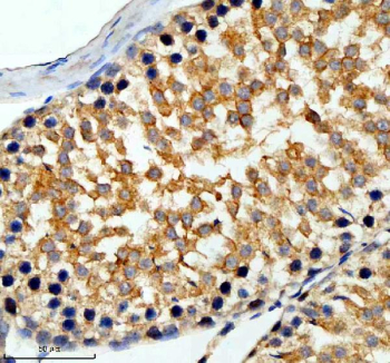 Immunohistochemical staining of SLC6A16 using anti-SLC6A16 antibody. SLC6A16 was detected in a paraffin-embedded section of rat testis tissue. Heat mediated antigen retrieval was performed in EDTA buffer (pH 8.0, epitope retrieval solution). The tissue section was blocked with 10% goat serum. The tissue section was then incubated with 2 ug/ml rabbit anti-SLC6A16 antibody overnight at 4oC. Peroxidase Conjugated Goat Anti-rabbit IgG was used as secondary antibody and incubated for 30 minutes at 37oC. The tissue section was developed using an HRP secondary and DAB substrate.