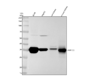 Western blot testing of 1) human A549, 2) human HepG2, 3) rat kidney and 4) mouse kidney tissue lysate with AKR1C3 antibody. Predicted molecular weight ~37 kDa.