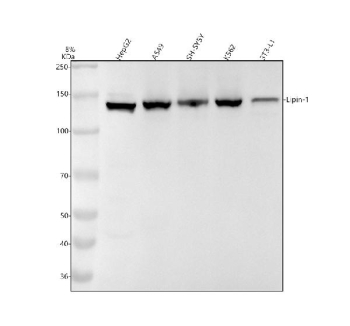 Western blot analysis of LPIN1 expression using anti-LPIN1 antibody. Cell lysates include human HepG2, A549, SH-SY5Y, K562, and mouse 3T3-L1 cells. A major band is detected at approximately 130-140 kDa, consistent with heavily phosphorylated Lipin 1, which is known to migrate above its predicted molecular weight on SDS-PAGE.