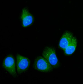 Immunofluorescent staining of FFPE human T-47D cells with SRP54 antibody (green) and DAPI nuclear stain (blue). HIER: steam section in pH6 citrate buffer for 20 min.