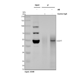 Immunoprecipitation and western blot analysis of Egl nine homolog 1 using EGLN1 antibody. Lane 1: input human A549 whole cell lysates (30 ug); Lane 2: immunoprecipitation performed using rabbit control IgG with A549 whole cell lysates; Lane 3: immunoprecipitation performed using EGLN1 antibody with A549 whole cell lysates (500 ug input, 2 ug antibody). Following immunoprecipitation, proteins were resolved by SDS-PAGE and transferred to a membrane. A distinct band is detected at approximately 46 kDa in the EGLN1 antibody immunoprecipitation lane, consistent with the predicted molecular weight of Egl nine homolog 1. The control IgG lane shows no corresponding signal, supporting specific enrichment of EGLN1 from A549 cell lysates.