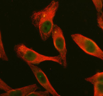 Immunofluorescence localization of DUSP2 in HeLa cells. DUSP2 expression was analyzed in cultured HeLa cells by immunofluorescence. Cells were fixed, subjected to enzymatic antigen retrieval, and incubated with an anti-DUSP2 antibody together with an alpha-tubulin antibody as a cytoskeletal marker. Fluorescent secondary antibodies were used for detection. DUSP2 staining is visualized in green, alpha-tubulin in red.