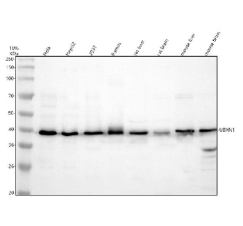 Western blot analysis of UBXN1 expression using UBXN1 antibody. UBXN1 expression was evaluated by western blotting in whole cell and tissue lysates separated by SDS-PAGE and transferred to a nitrocellulose membrane. Lanes were loaded with human HeLa, HepG2, 293T, and Ramos whole cell lysates, as well as rat liver and brain tissue lysates and mouse liver and brain tissue lysates. Immunodetection revealed a predominant UBXN1 band migrating at approximately 40 kDa across multiple samples, slightly higher than the predicted molecular weight of approximately 33 kDa. This upward shift is consistent with reported post-translational modification or altered electrophoretic mobility of UBXN1 under denaturing conditions.