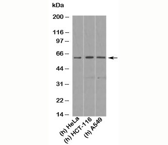 KLF4 antibody western blot of human samples. Predicted molecular weight: 50-60 kDa + possible ~75 kDa (phosphorylated form).