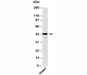 Als2Cr2 antibody western blot testing of human samples
