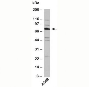 TNFAIP2 antibody western blot with human samples