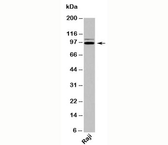 TRIL antibody western blot of human samples