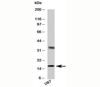 Western blot testing of human samples with FABP7 antibody at 2 ug/ml.  U87 is a human glioma tumor cell line.