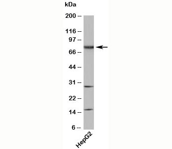 TAB3 antibody western blot with human samples