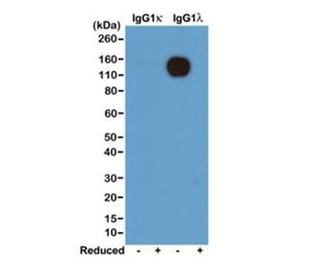 Western blot of nonreduced(-) and reduced(+) mouse IgG1Îº and IgG1Î» (20ng/lane), using 0.2ug/ml of recombinant Mouse Lambda Light Chain antibody (clone RM110). This mAb reacts to nonreduced IgG1Î».