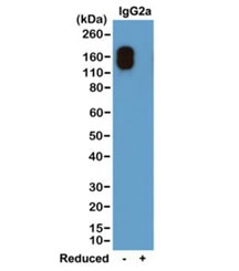 Western blot of nonreduced(-) and reduced(+) mouse IgG2a-Îº (20 ng/lane), using 0.2ug/ml of recombinant Mouse IgG2a-Kappa antibody. This antibody only reacts to nonreduced Mouse IgG2a-Îº.