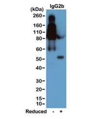 Western blot of nonreduced(-) and reduced(+) mouse IgG2b (20ng/lane), using 0.2ug/ml of the recombinant Mouse IgG2b antibody. This antibody reacts to nonreduced IgG2b (~150 kDa) much stronger than the reduced form (~50 kDa).