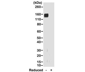 Western blot of nonreduced(-) and reduced(+) rabbit IgG (20ng/lane), using 0.2ug/ml of recombinant Rabbit IgG Fab antibody. This antibody reacts to nonreduced rabbit IgG (~150 kDa).