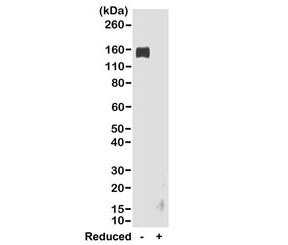 Western blot of nonreduced(-) and reduced(+) rabbit IgG (20ng/lane), using 0.2ug/ml of the recombinant Rabbit IgG Fc antibody. This antibody reacts to nonreduced rabbit IgG (~150 kDa).