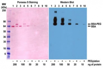Western blot of BSA and PEGylated BSA (mPEG 5 kDa) using the recombinant PEG antibody 0.1 ug/ml.