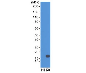 Western blot of recombinant Histone H3.3 (1) and acid extracts of HeLa cells (2) using recombinant H3K18me2 antibody at 0.5 ug/ml showed a band of Histone H3 dimethylated at Lysine 18 (K18me2) in HeLa cells.