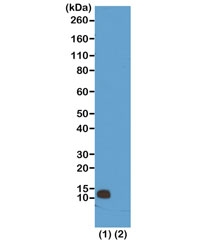 Western blot test of (1) acid extracts of HeLa cells and (2) recombinant Histone H4 using recombinant H4R3me1 antibody at 0.5 ug/ml showed a band of Histone monomethylated at Arginine 3 in HeLa cells.