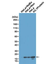 Western blot test of acid extracts of HeLa cells treated with sodium butyrate (HeLa+NaBu), treated and untreated with Nocodazole, and recombinant Histone H3.1 protein, using recombinant Histone H3 antibody at 1 ug/ml, showed a band of Histone H3 with unmodified Lys4.