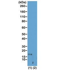 Western blot test of acid extracts of HeLa cells (1) and recombinant histone H3.3 (2), using recombinant H3K56me1 antibody at 1 ug/ml, showed a band of histone H3 monomethylated at Lysine 56 (K56me1) in HeLa cells.