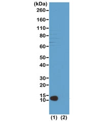 Western blot test of (1) acid extracts of HeLa cells and (2) recombinant Histone H4, using recombinant H4K20me3 antibody at 1 ug/ml, showed a band of Histone H4 trimethylated at Lysine 20 in HeLa cells.