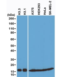 Western blot of recombinant Histone H3.3 and H3.1 proteins, A375, HEK293, HeLa and SK-MEL-2 whole cell lysates, using recombinant Histone H3 antibody at 0.025 ug/ml.