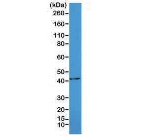 Western blot testing of mouse heart lysate with recombinant ACTA2 antibody at 1:1000. Predicted molecular weight ~42 kDa.