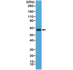 Western blot testing of human HEK293 cell lysate with recombinant AKT antibody at 1:10,000 dilution. Predicted molecular weight: ~56 kDa.