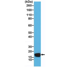 Western blot testing of human HeLa cell lysate with recombinant STMN1 antibody at 1:5000 dilution. Expected molecular weight ~17 kDa.