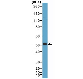 Western blot testing of mouse skeletal muscle tissue with recombinant Myogenin D1 antibody at 1:2000 dilution. Expected molecular weight: 43-45 kDa