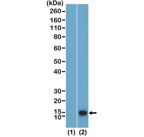 Western blot testing of recombinant Histone H4 (1) and acid extracts of human HeLa cells using recombinant H4K12me1 antibody at 0.02 ug/ml.