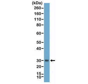 Western blot testing of human plasma with recombinant Asprosin antibody at 1:25000. Predicted molecular weight ~16 kDa but may be observed at higher molecular weights due to glycosylation.