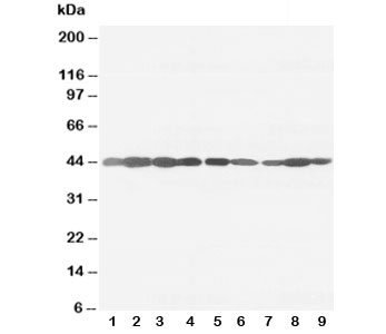 Western blot testing of beta-Actin antibody and rat tissue: ovary (1), testis (2), heart (3), brain (4); and human cell lines, lanes 5: A453;  6: HeLa;  7: SMMC-7721;  8: HT1080;  9: SW620 cell lysate