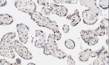 IHC staining of FFPE human placental tissue with Apoptosis inhibitor 5 antibody. HIER: boil tissue sections in pH6 citrate buffer for 20 min and allow to cool before testing.