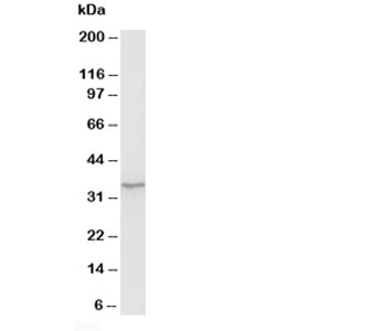 Western blot testing of Morg1 antibody and rat brain tissue lysate