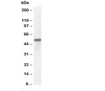 Western blot testing of Secretogranin 3 antibody and HeLa cell lysate