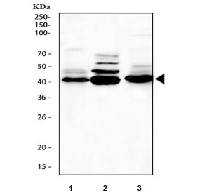 Western blot testing of 1) rat thymus, 2) rat C6 and 3) mouse thymus tissue lysate with Caspase-1 antibody. Predicted molecular weight ~45 kDa (full length).