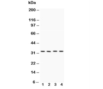 Western blot testing of Caspase-7 antibody and Lane 1:  HeLa;  2: MCF-7;  3: rat liver;  4: rat kidney lysate. Expected/observed molecular weight ~34 kDa (full length).