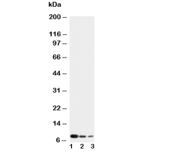 Western blot testing of CXCL4 antibody and Lane 1:  recombinant human protein 10ng;  2: 5ng;  3: 2.5ng