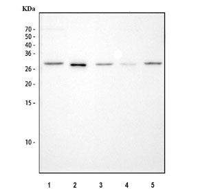 Western blot testing of 1) rat spleen, 2) rat PC-12, 3) mouse spleen, 4) mouse kidney and 5) mouse RAW264.7 cell lysate with FADD antibody. Predicted molecular weight ~23 kDa, commonly observed at 23-28 kDa.