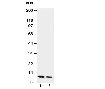 Western blot testing of Resistin antibody and Lane 1:  recombinant mouse protein 10ng;  2: 5ng