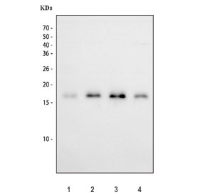 Western blot testing of human 1) PC-3, 2) U-2 OS, 3) 293T and 4) A549 cell lysate with Survivin antibody. Predicted molecular weight ~16 kDa.
