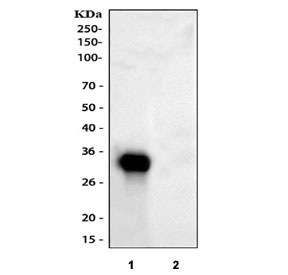 Western blot testing of human 1) HepG2 and 2) U-87 MG cell lysate with IGFBP1 antibody. Expected molecular weight: 28-35 kDa.