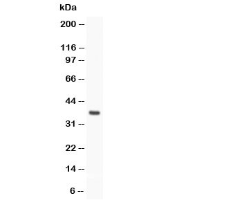 Western blot testing of Stra8 antibody and rat testis;  Predicted size: 37KD;  Observed size: 37KD