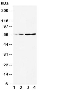 Western blot testing of DRD1 antibody and Lane 1:  rat testis;  2: rat brain;  3: U87;  4: HeLa cell lysate.  The larger than expected size may be due to glycosylation, phosphorylation or DRD1 heterodimerizing with another dopamine receptor (Ref 1).