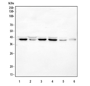 Western blot testing of 1) human U-251, 2) human U-2 OS, 3) rat testis, 4) rat C6, 5) mouse testis and 6) mouse C2C12 cell lysate with SPARC antibody. Expected molecular weight: 35-43 kDa depending on glycosylation level.
