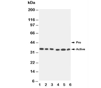 Western blot testing of Caspase-9 antibody and Lane 1:  SMMC-7721;  2: MCF-7;  3: CEM;  4: Jurkat;  5: Raji;  6: HeLa