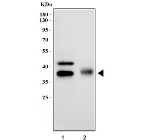 Western blot testing of Podoplanin antibody and Lane 1:  rat lung;  2: mouse lung tissue lysate. Predicted molecular weight ~25/36 kDa (unmodified/glycosylated).